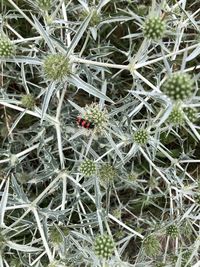 High angle view of ladybug on plant