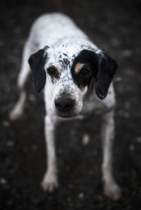 Close-up portrait of white and black dog standing outdoors