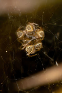 Close-up of spider