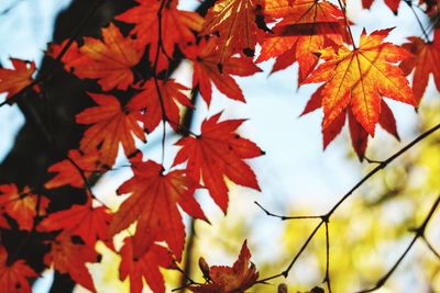 Close-up of maple leaves on tree during autumn