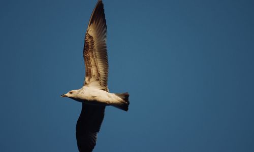 Low angle view of seagull flying against clear blue sky