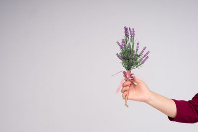 Close-up of hand holding flower over white background