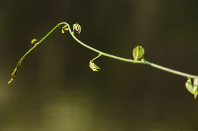 Close-up of plant growing outdoors