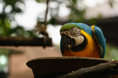 Close-up portrait of gold and blue macaw