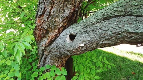 Moss growing on tree trunk