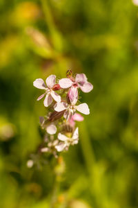 Close-up of pink flowering plant