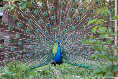 Close-up of peacock