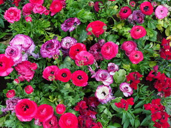 Full frame shot of pink roses