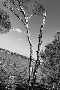 Bare tree by sea against sky