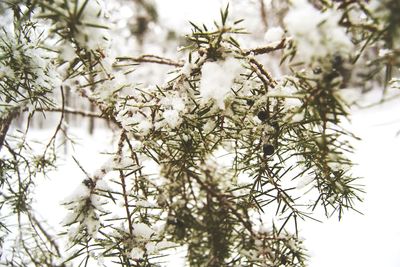 Close-up of frozen tree branch during winter