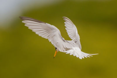 White bird flying