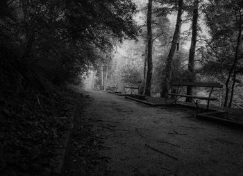 Empty road along trees