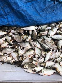 High angle view of fish for sale