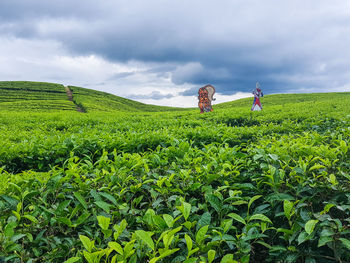 Scenic view of agricultural field against sky