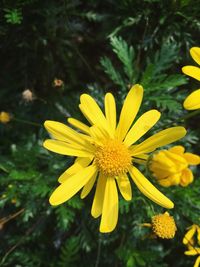 Close-up of yellow flower