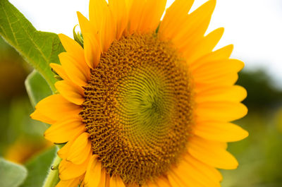 Close-up of sunflower