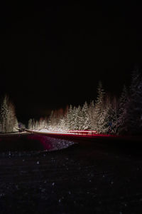 View of illuminated trees at night during winter