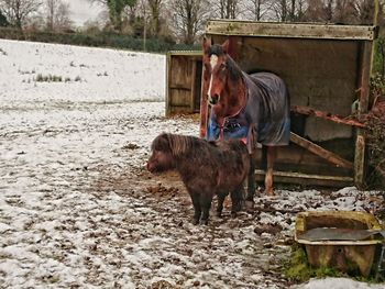 Horse standing on field