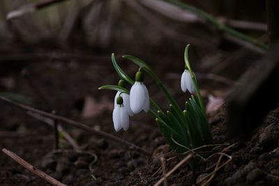 Close-up of white flower on field