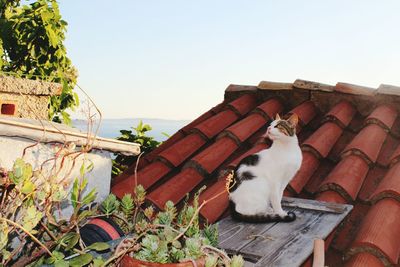 Low angle view of cat on roof against clear sky