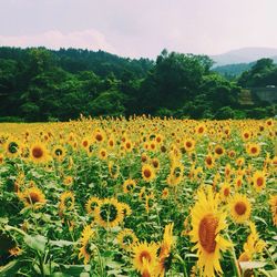 Close-up of sunflower blooming in field