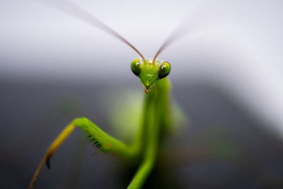 Close-up of insect on leaf