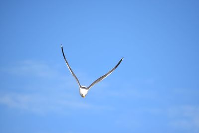 Low angle view of seagull flying in sky