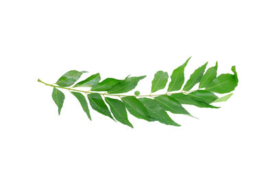 Close-up of leaves against white background