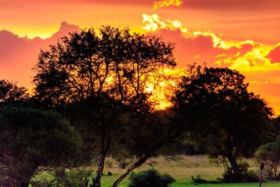 Low angle view of silhouette trees against sky during sunset
