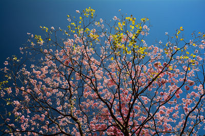 Low angle view of trees against blue sky