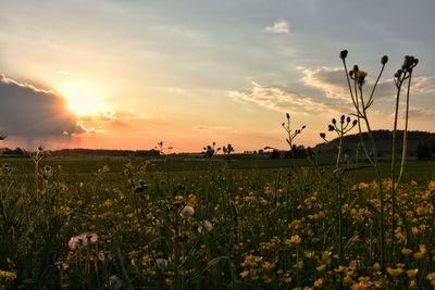 Scenic view of grassy field against sky during sunset