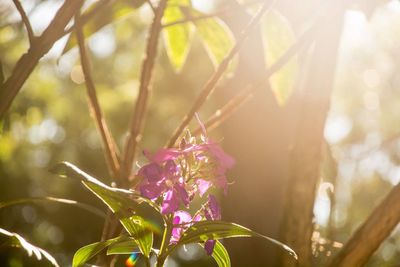 Close-up of flower growing on tree