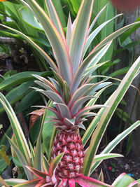 Close-up of fruits growing on plant