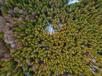 High angle view of tree in forest