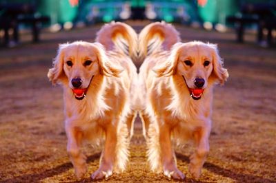 Close-up portrait of dog