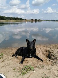 Portrait of black dog on lake against sky