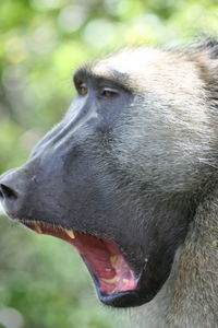 Close-up of monkey looking away