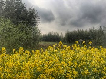Yellow flowers growing on field against cloudy sky