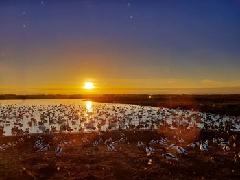 View of seagulls on beach during sunset