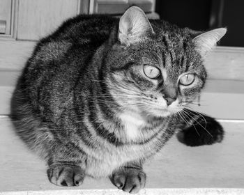 Close-up of cat