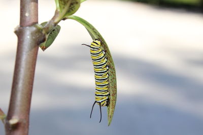 Close-up of caterpillar on leaf