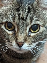 Close-up portrait of a cat