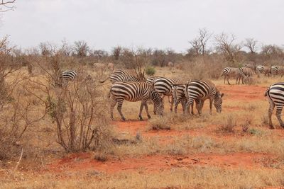 Flock of zebras in grass