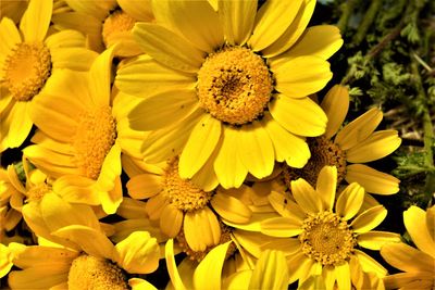 Close-up of yellow flowering plant