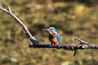 Kingfisher perching on branch