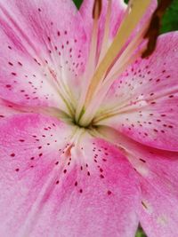 Close-up of pink flower