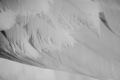 Close-up of bird