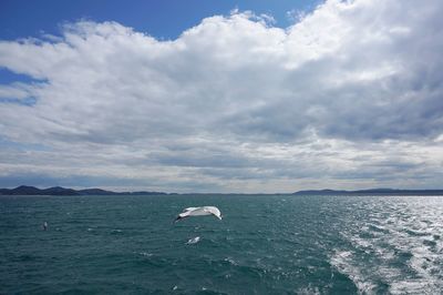 Swan on sea against sky