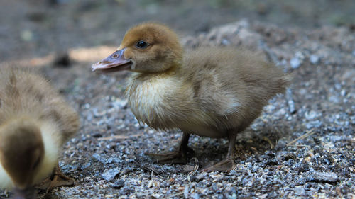 bird