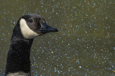 High angle view of bird in water